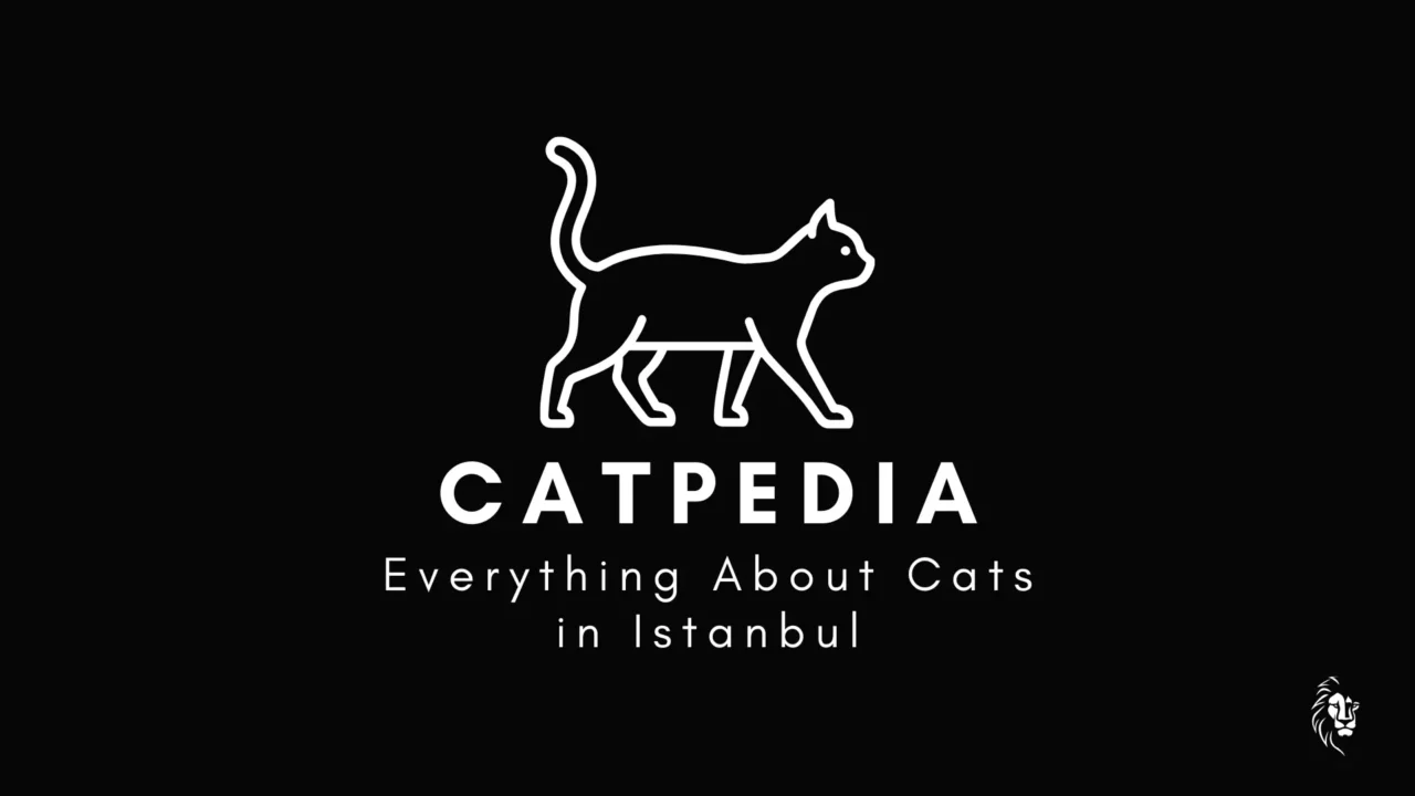 Cats in Istanbul – historical overview cover image featuring iconic street cats of the city